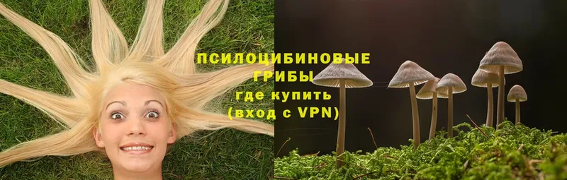 Галлюциногенные грибы Psilocybine cubensis  Горячий Ключ 